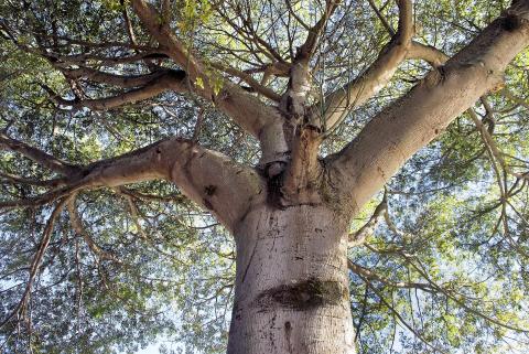 2020 DIVR citation dialogue arbre à palabres démocratie donner la parole