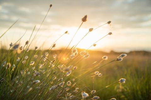 2020 DIVR citation liens sociaux plantes plumes vent nature